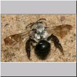 Andrena vaga - Weiden-Sandbiene w09 verregnet und tot.jpg